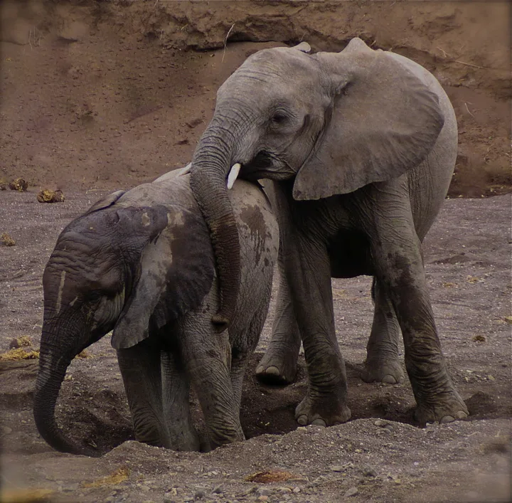 Africa, work 5