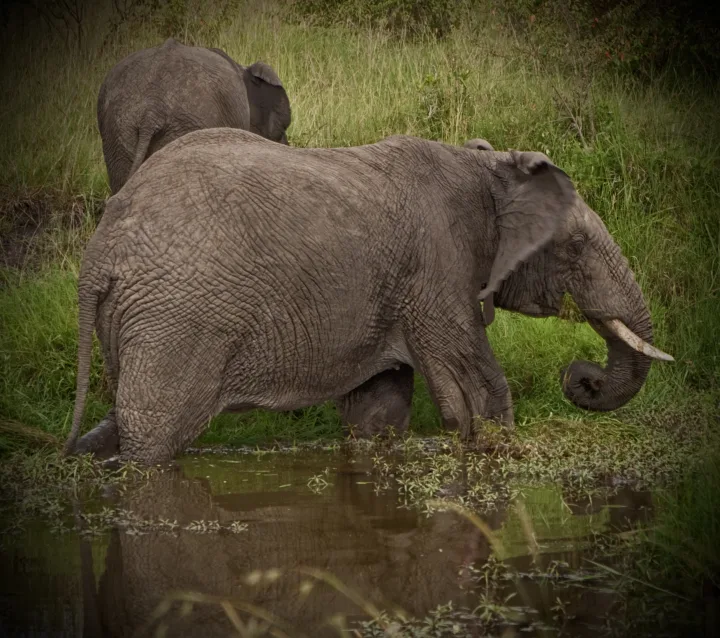 Africa, work 7