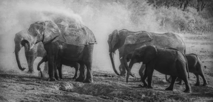 Africa, work 8