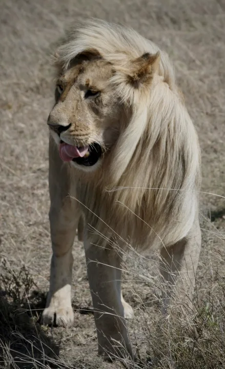 Africa, work 12