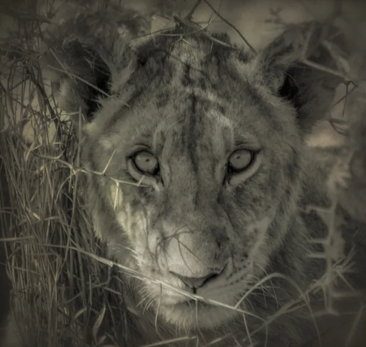 Africa, work 14