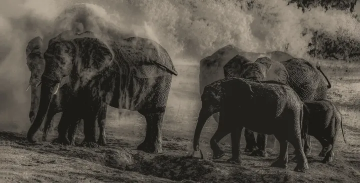Africa, work 18