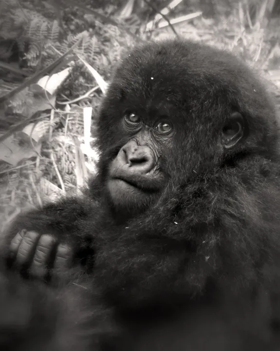 Africa, work 19