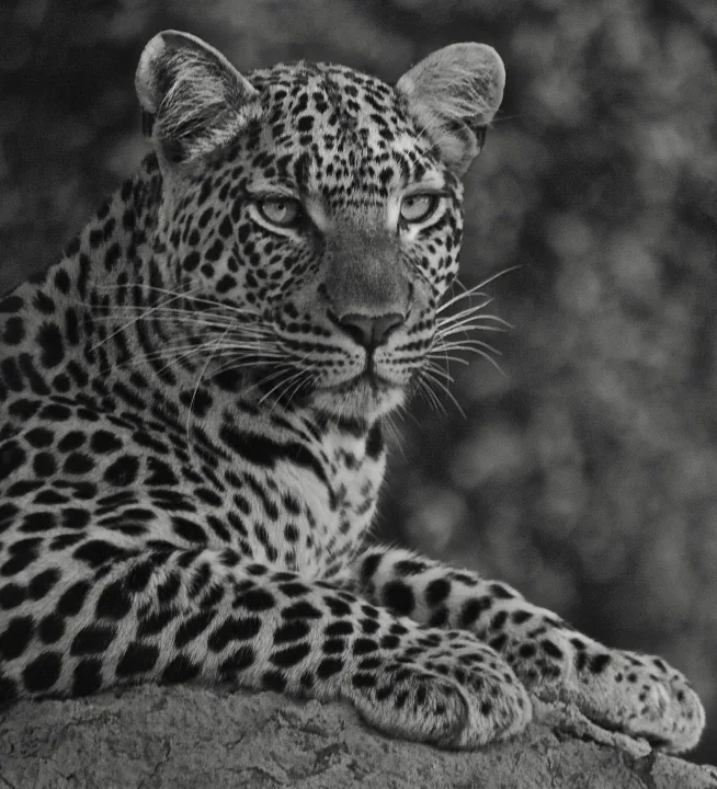 Africa, work 25