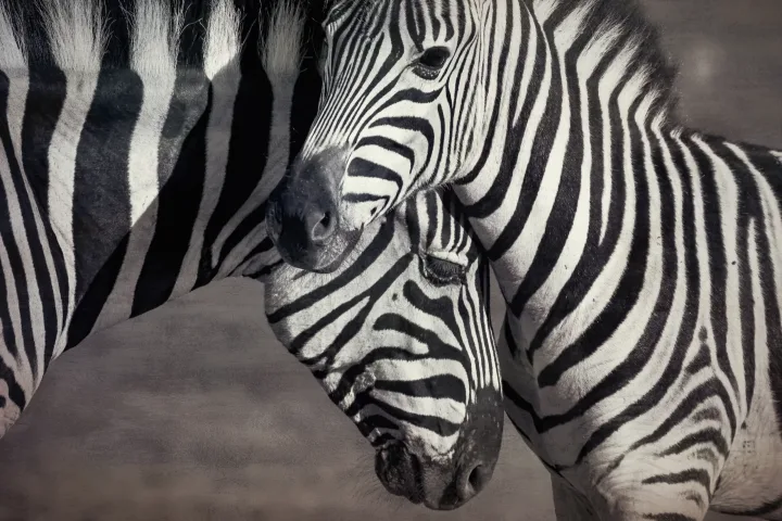 Africa, work 28