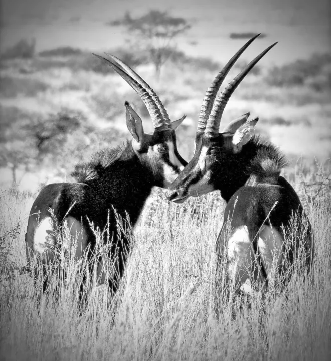 Africa, work 30