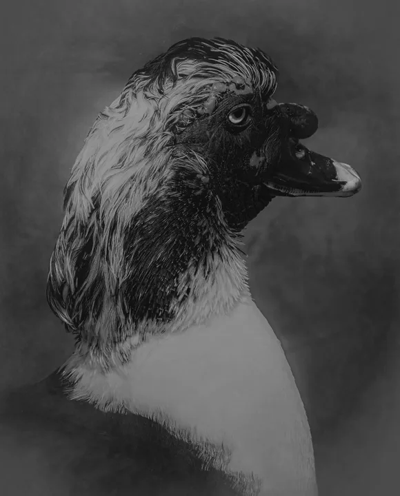 Birds, work 1