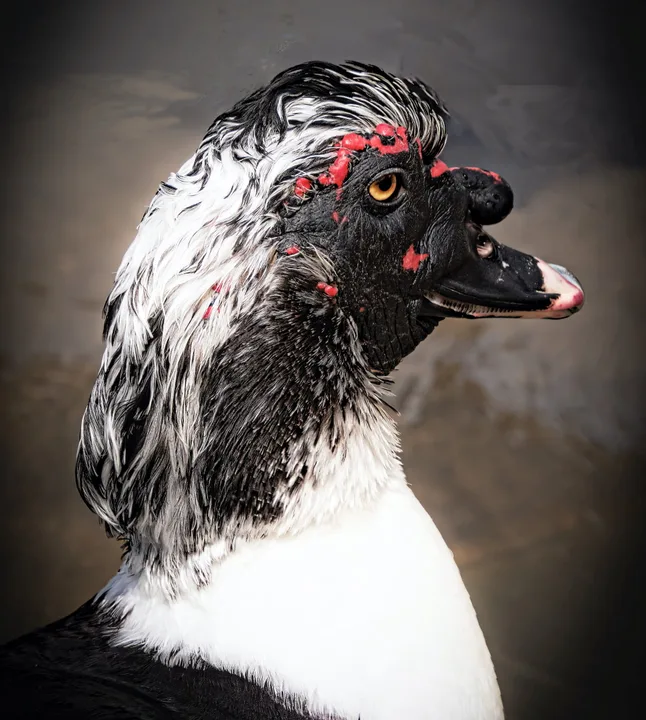 Birds, work 2
