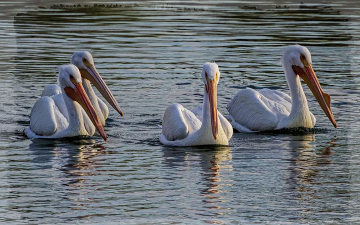 Birds, work 4