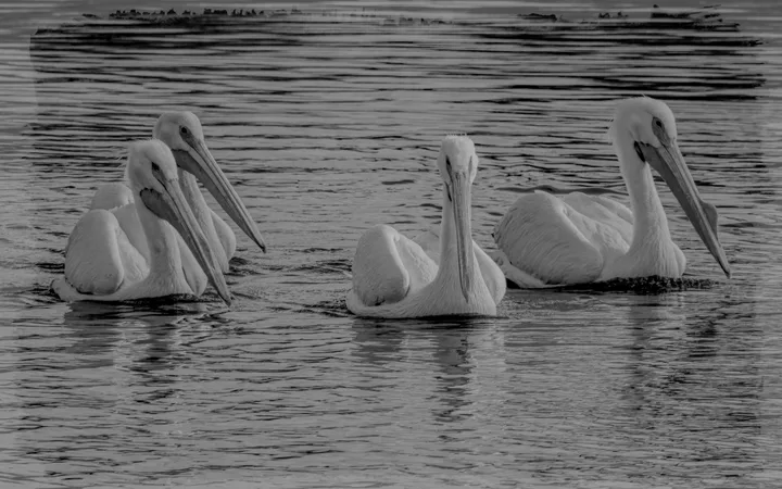 Birds, work 5