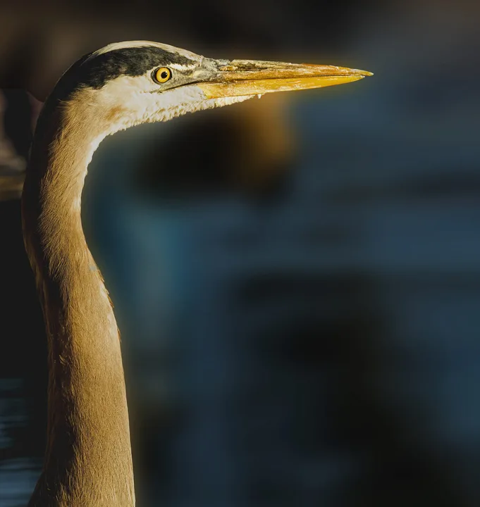 Birds, work 6