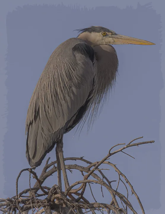 Birds, work 7