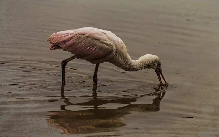 Birds, work 14