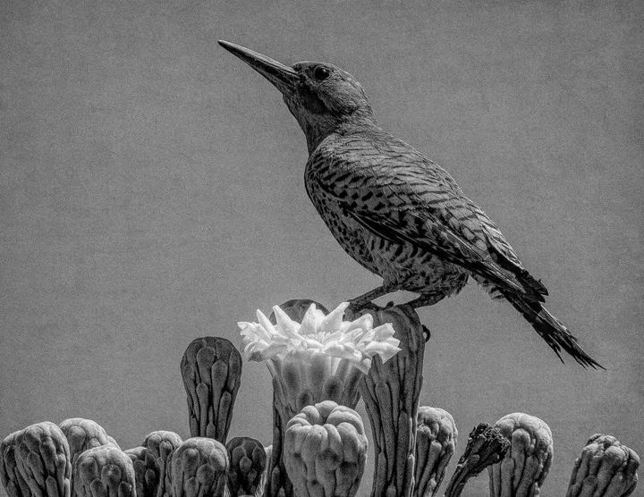Birds, work 17