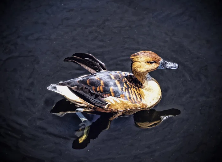 Birds, work 18