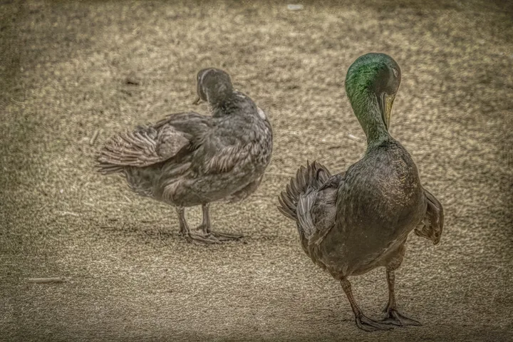 Birds, work 21