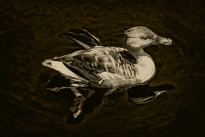 Birds, work 25