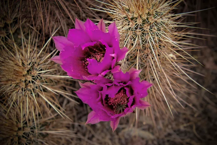Flowers, work 1