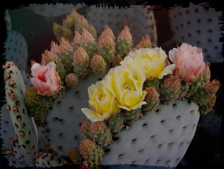 Flowers, work 2