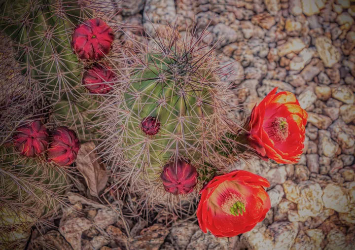 Flowers, work 4