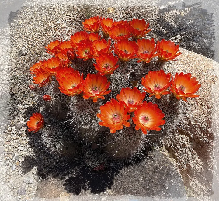 Flowers, work 7