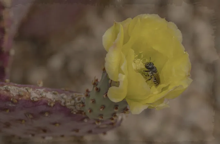 Flowers, work 9