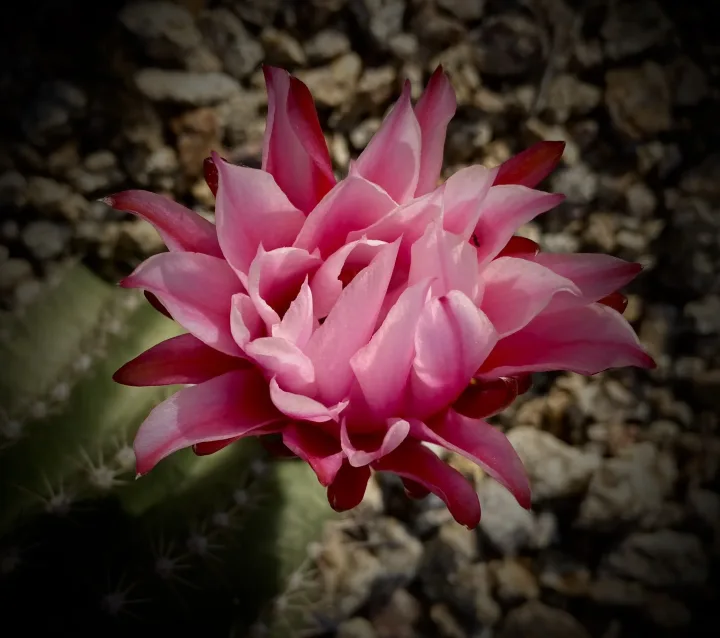 Flowers, work 10