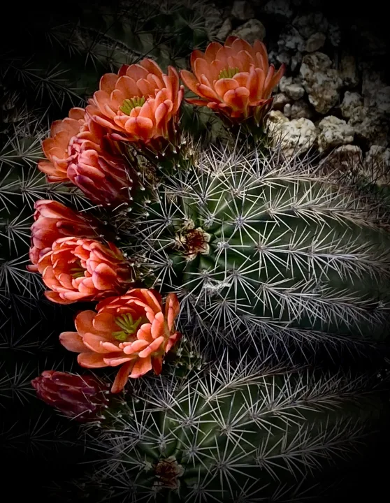 Flowers, work 11