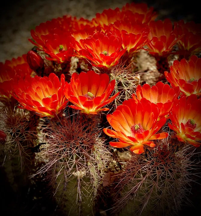 Flowers, work 12