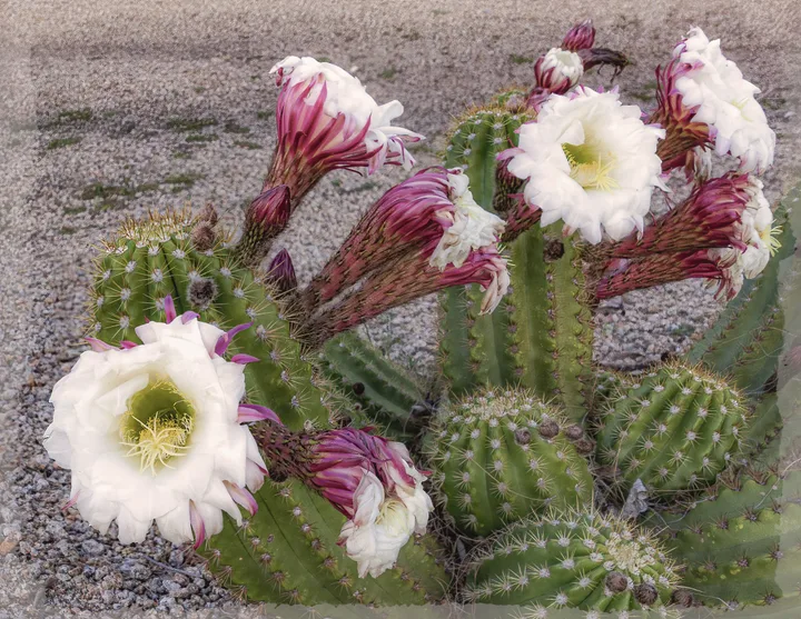 Flowers, work 13