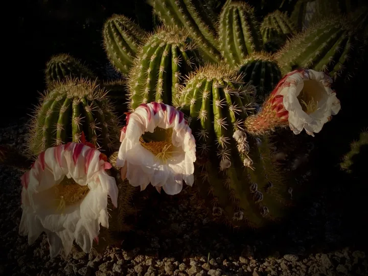 Flowers, work 14