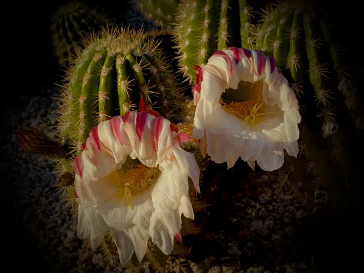Flowers, work 15