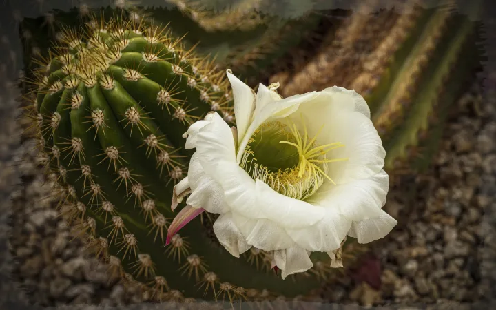 Flowers, work 16