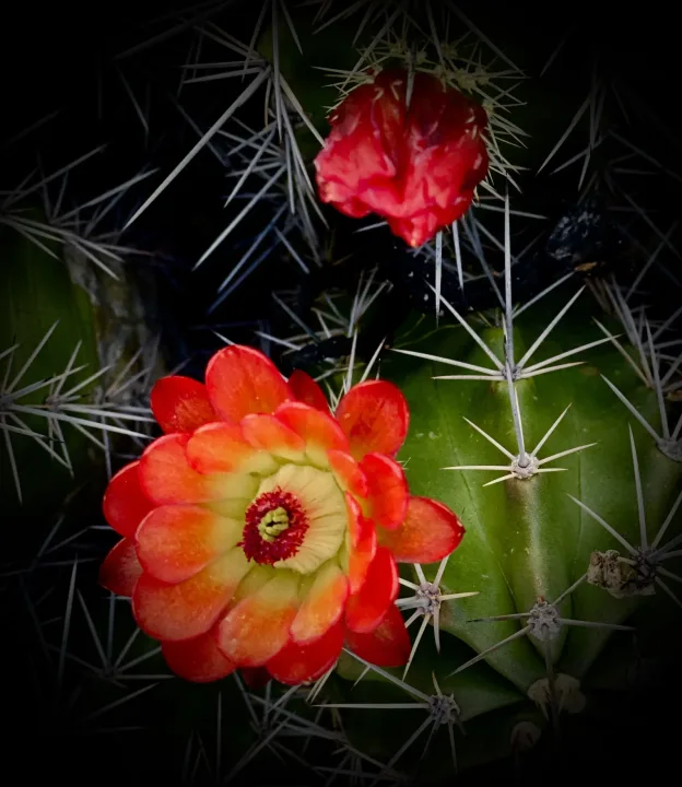 Flowers, work 19