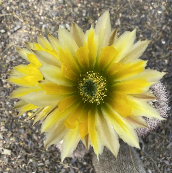 Flowers, work 20