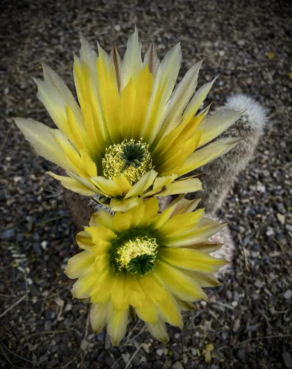 Flowers, work 21