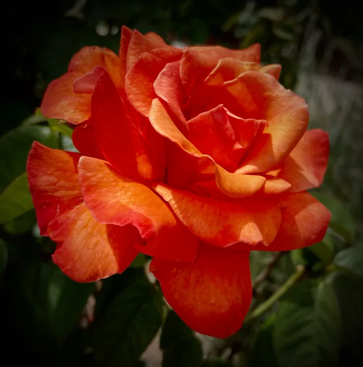 Flowers, work 22