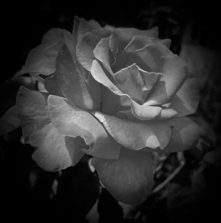 Flowers, work 23