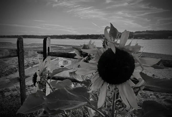 Flowers, work 26