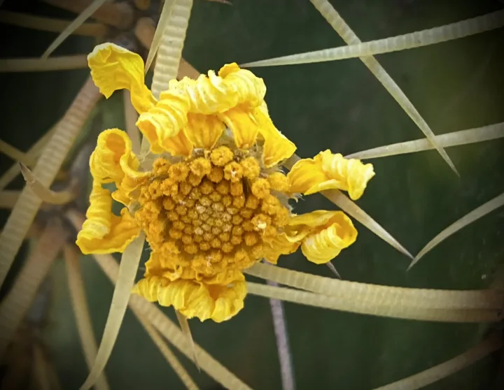 Flowers, work 27