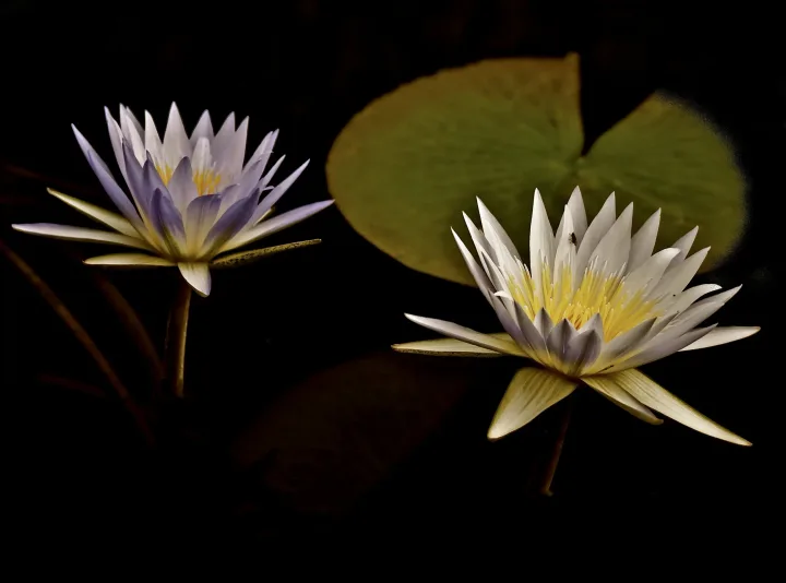 Flowers, work 28