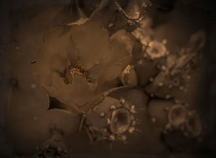 Flowers, work 29