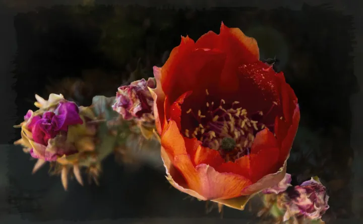 Flowers, work 30