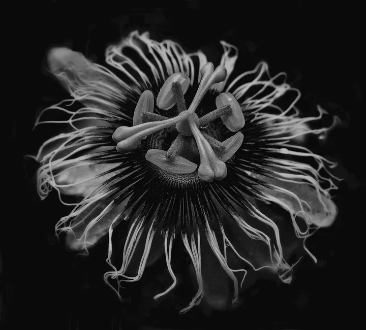 Flowers, work 31