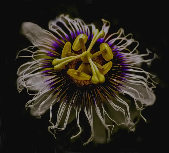 Flowers, work 32