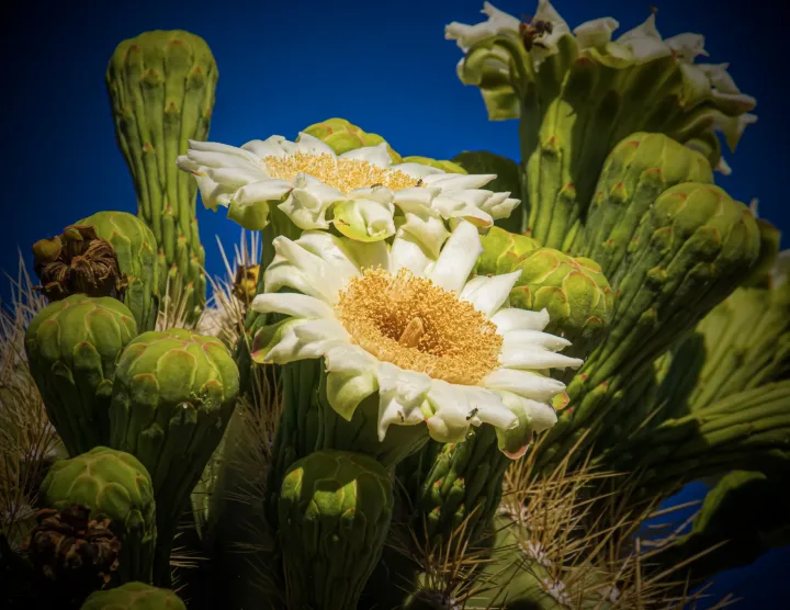 Flowers, work 33