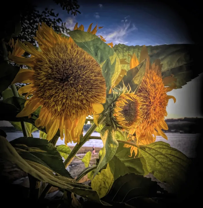 Flowers, work 34