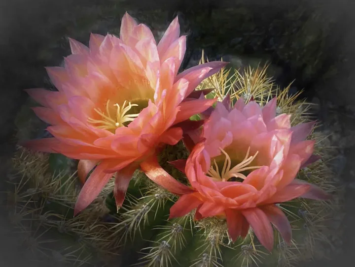 Flowers, work 36