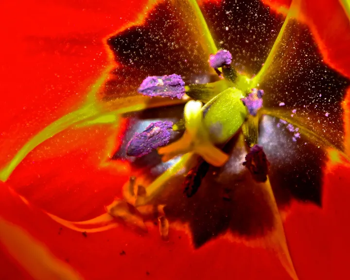 Flowers, work 39