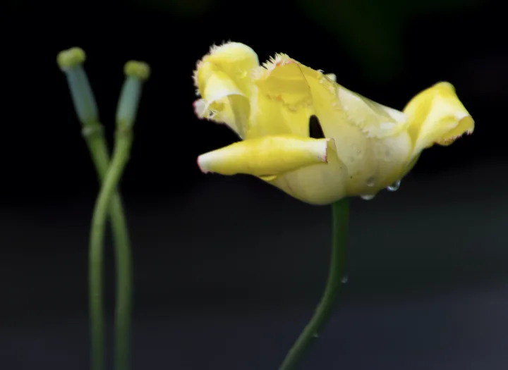 Flowers, work 40